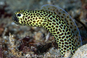Garden eel on muck dive, Giant Clam, Puerto Galera by Tobias Reitmayr 